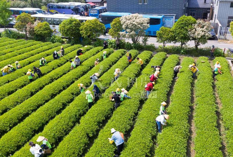 探寻宜兴茶的魅力密码 茶韵何以飘香 (宜兴茶怎么样)