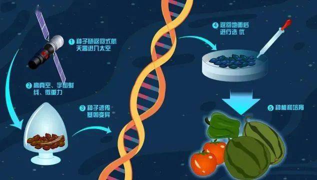 太空种子培育出 315 太空冒险的成果 克油橄榄 (太空种子培育过程)