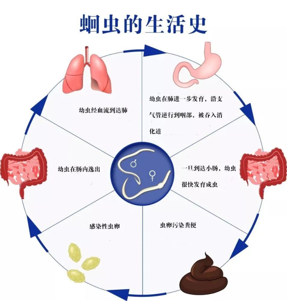 寄生虫潜伏 健康危机一触即发 小心美味鱼生里的隐藏杀手 (寄生虫潜伏期什么意思)