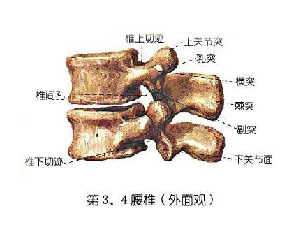 腰突急性发作后康复指南 3大注意事项 (腰突急性发作期有多久)