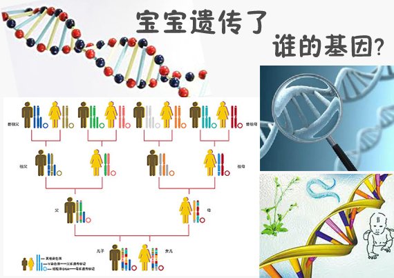 遗传因素 主要影响有高度近视家族史的儿童青少年 (遗传因素主要调控细胞生理性衰老,而环境因素)