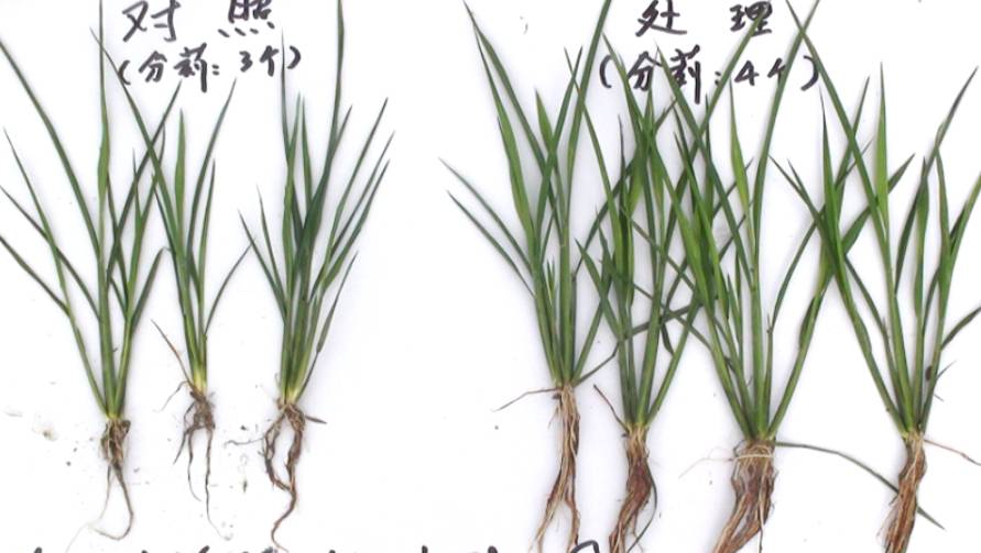 分 迈尔斯·布里吉斯 德文·坎宁安空砍 分送黄蜂加时战胜活塞 次助攻 38 35 NBA 拉梅洛·鲍尔 27 分9 (迈尔斯布里格斯百度百科)