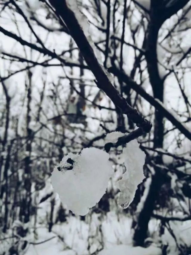 小雪时节的冰糖葫芦和烤红薯盛宴 雪落寒冬品温暖 (小雪时节的含义)