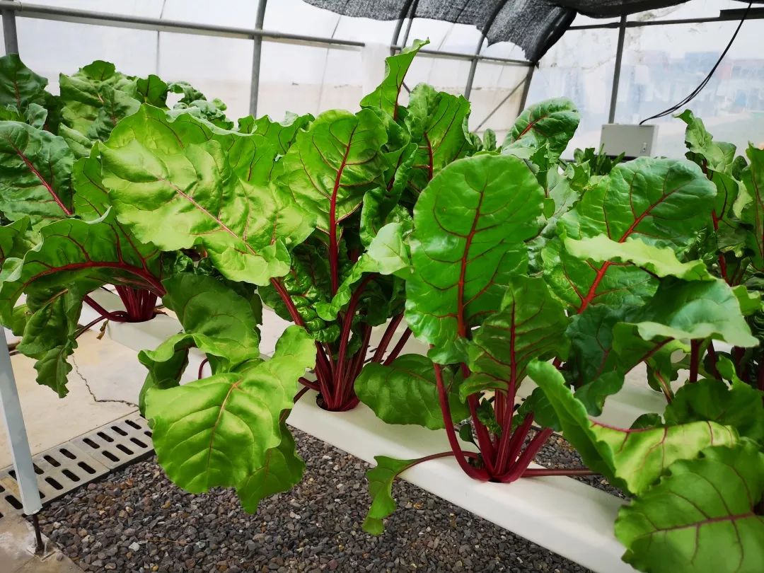 不可采食的植物清单 山野徒步须谨慎 (不可采食的植物图片)