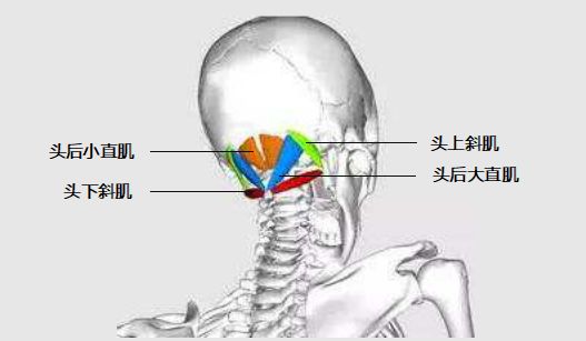 枕下肌群被长时间过度拉长 长期低头伏案工作 引发慢性劳损 (枕下肌群长期痉挛怎么办)