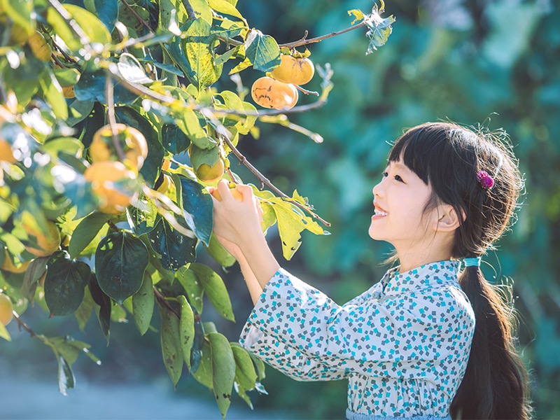 秋风送果香 秭归九月红飘香 哀牢山冰糖橙甜蜜上市 (秋风送爽已觉迟上一句是什么)