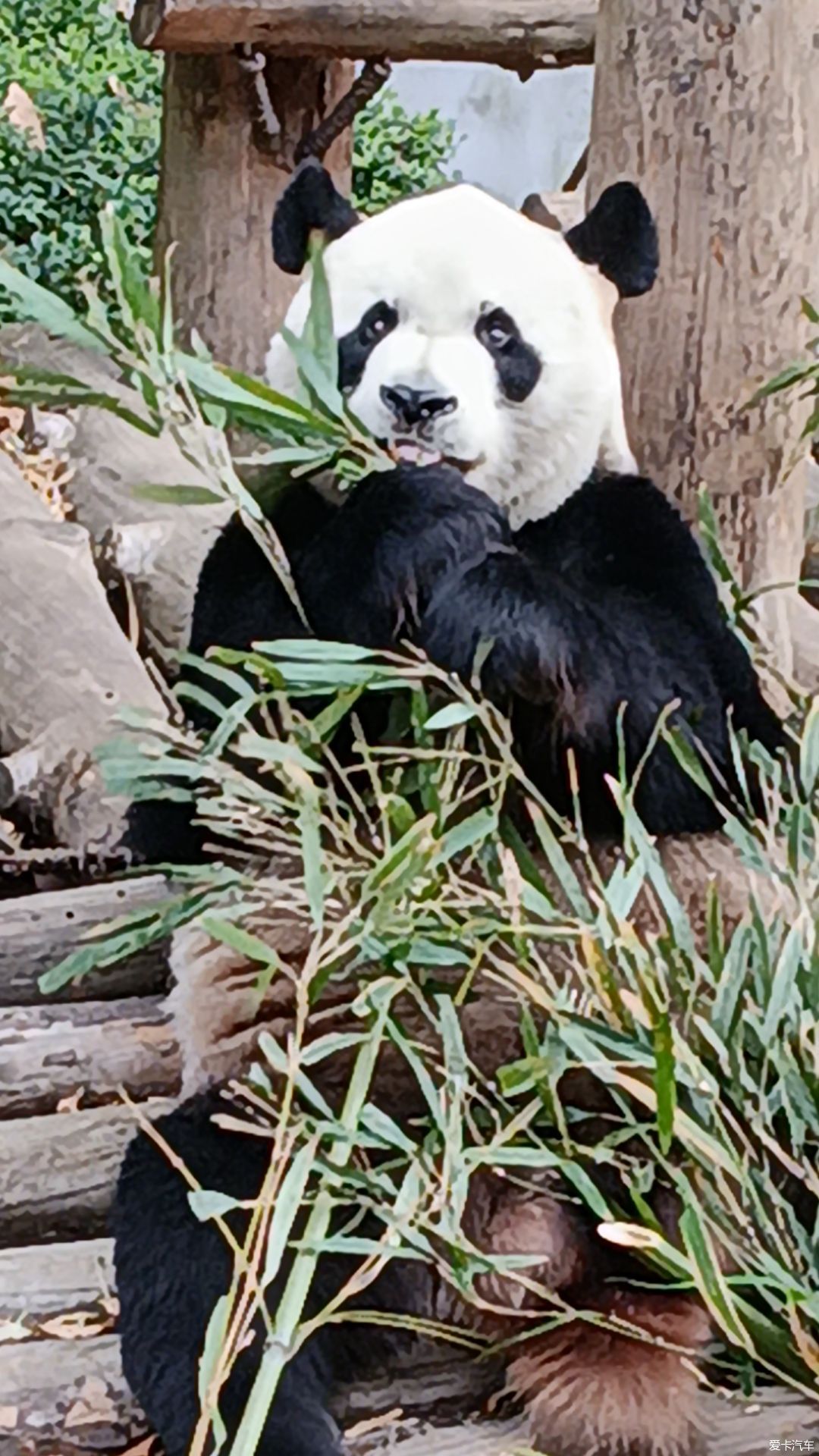 雷诺