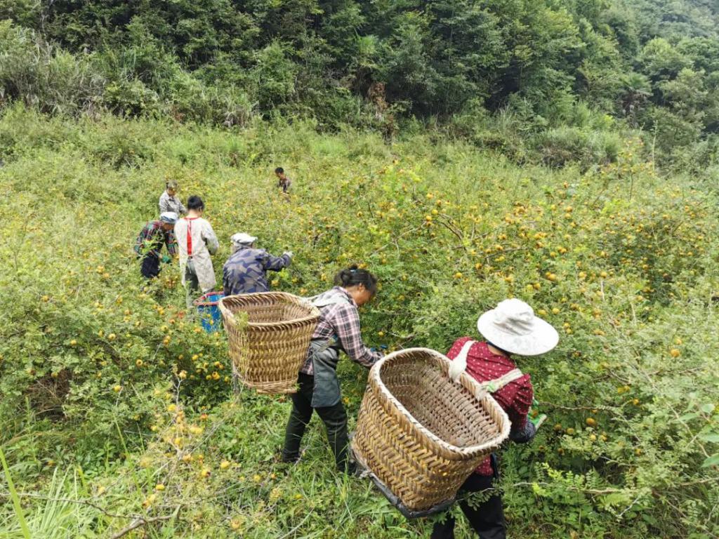 贵州早茶香飘四溢 迎春耕耘谱新章 (贵州饭店早午茶)