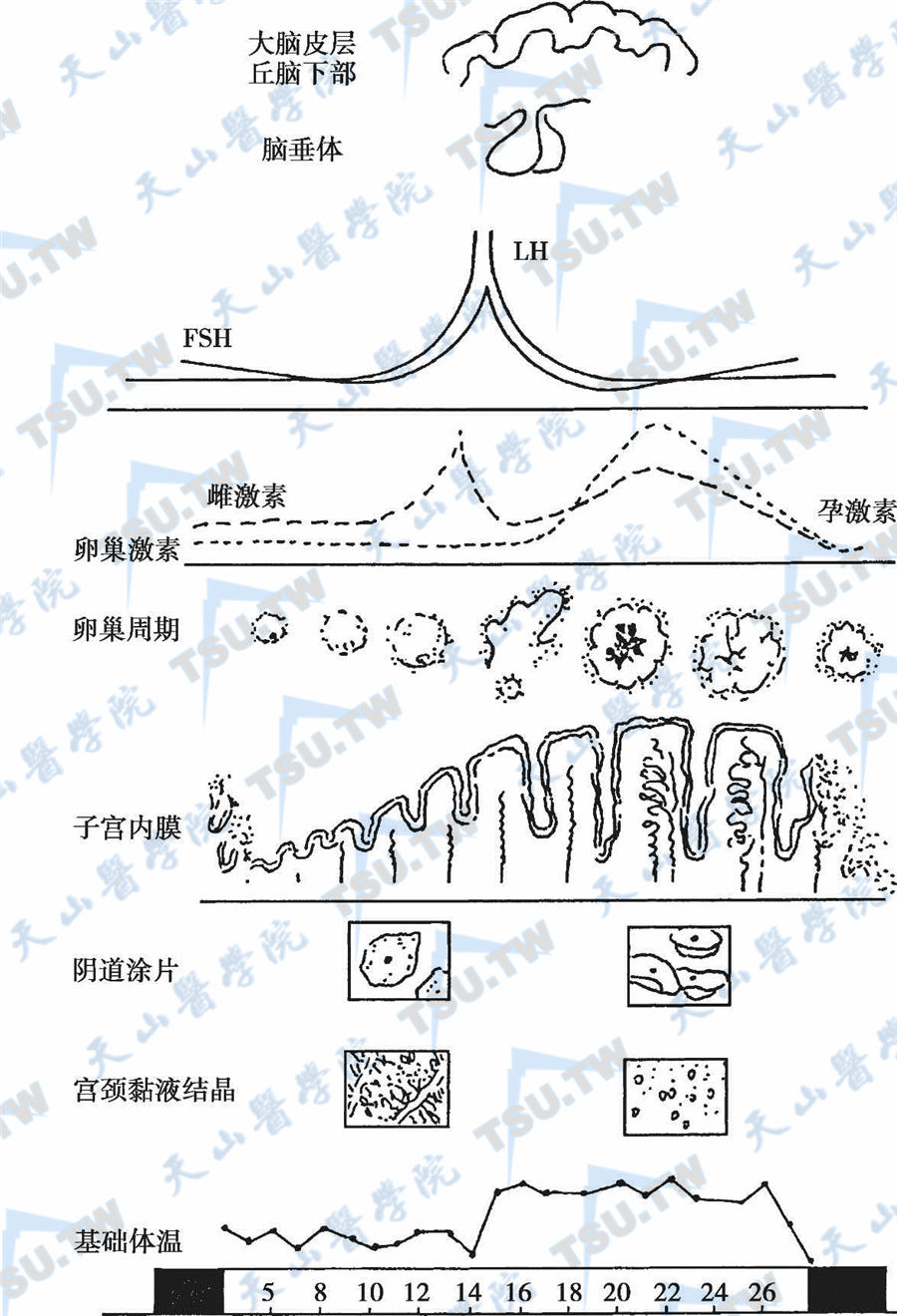 月经周期变化 3个迹象揭示衰老 (月经周期变化是什么原因)