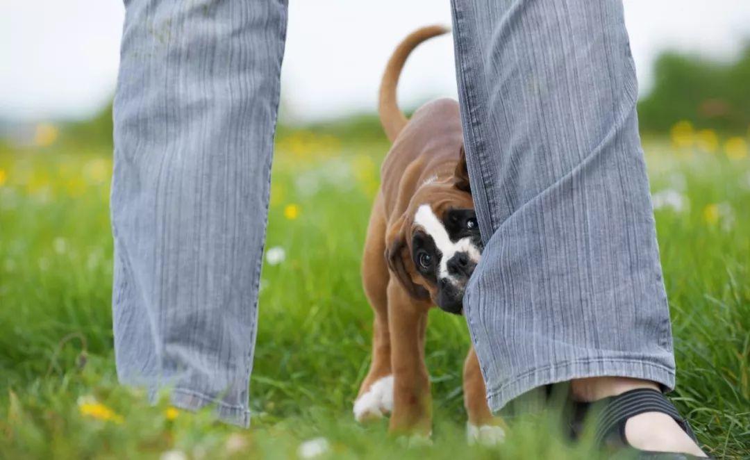 狂犬疫苗接种指南