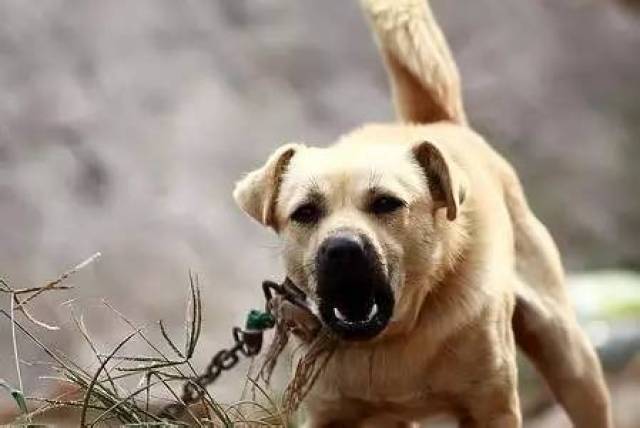 犬咬伤后的安全注意事项 孕妇狂犬疫苗接种 (犬咬伤后的安慰语)