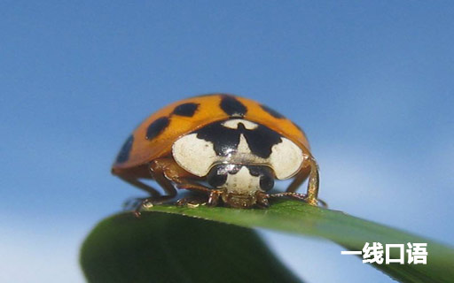 bug 部分车辆存在软件 宝骏悦也故障再曝 (汽车bug什么意思)