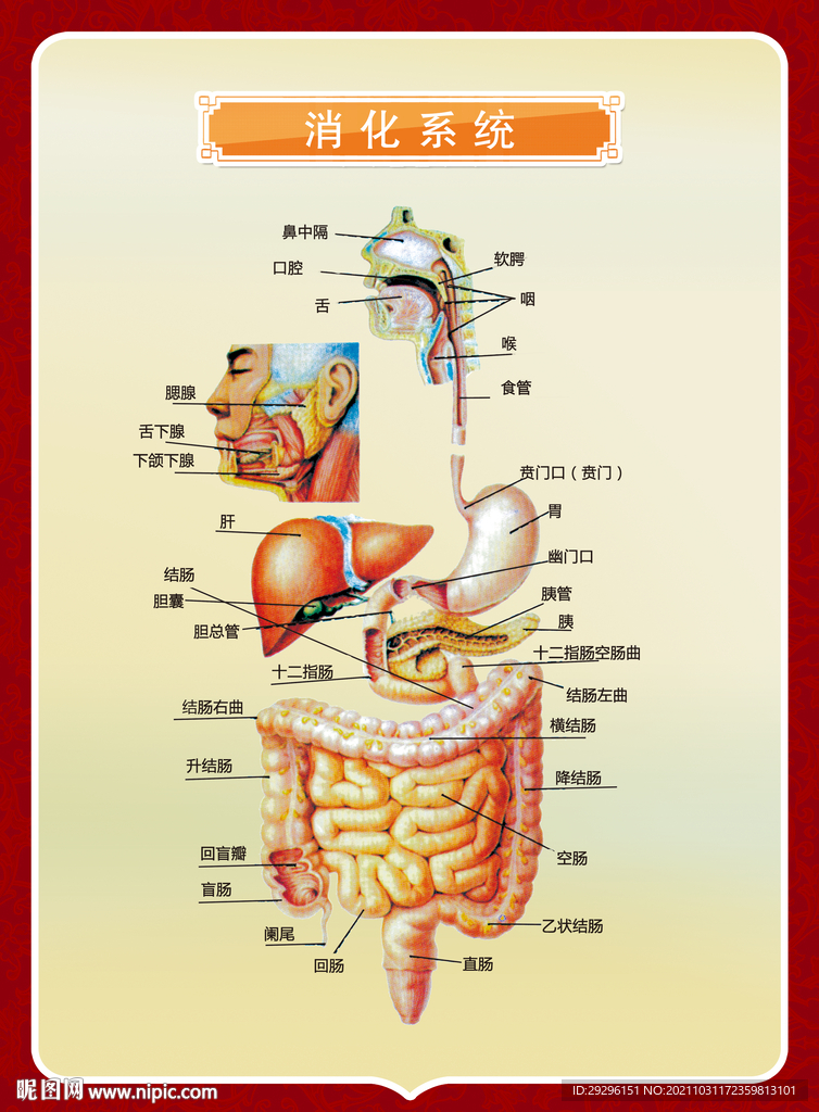 保胃健康