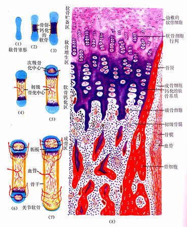 4种既壮骨又健脑的双效食物 助力健康事半功倍 (壮骨啥意思)