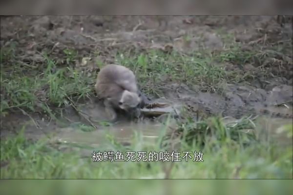 断臂求生真实事件